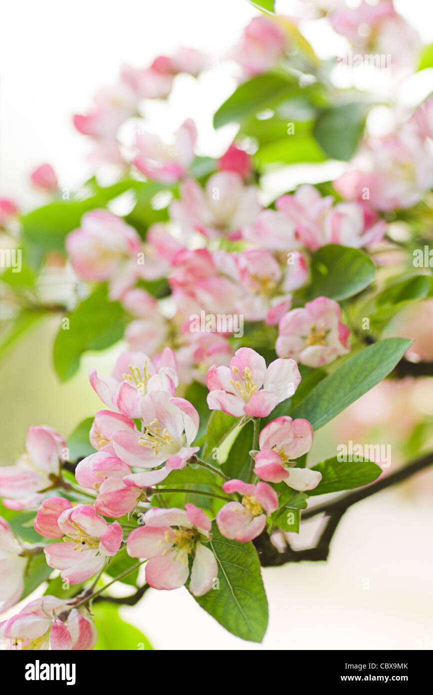 Rosa e Bianco Malus " Red sentinel' o Crab Apple Blossom ad albero in primavera Foto Stock