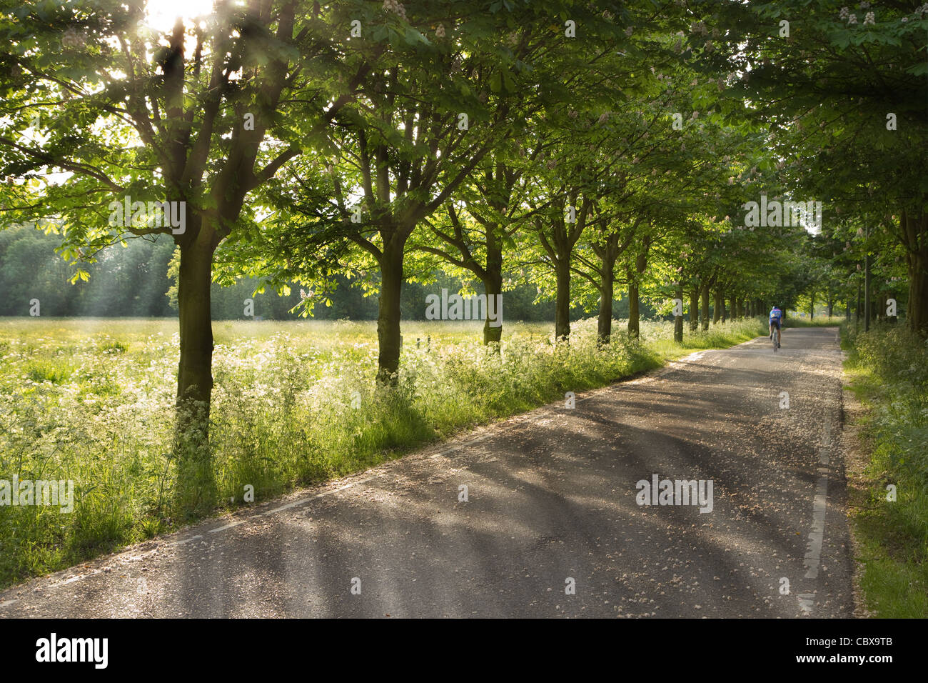 Strada Di Campagna Sulla Mattina Presto In Primavera Con Lonesome Racing Ciclista Orizzontale Foto Stock Alamy