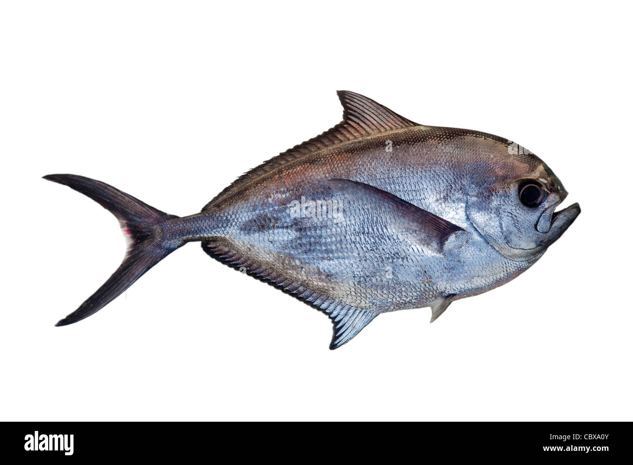 I pesci castagna (Brama brama). Questi pesci sono regolarmente lavate trovati morti o moribondi sulle spiagge della costa del Mare del Nord da York Foto Stock
