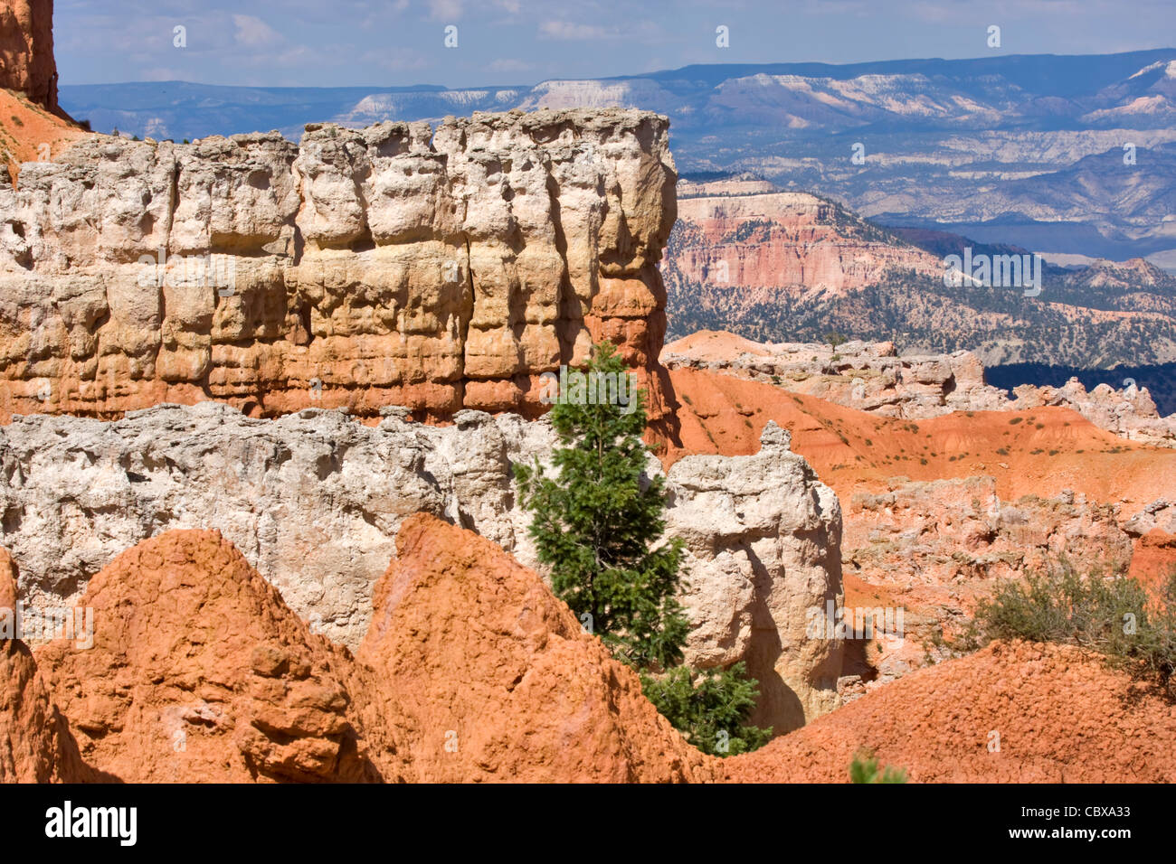 Una pinna in Agua Canyon Bryce Canyon National Park nello Utah. Foto Stock