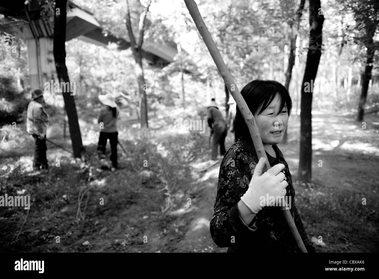 La signora Zhao MeiLan e i suoi colleghi sono assunti per prendersi cura di una piccola foresta vicino autostrada a Pechino Foto Stock
