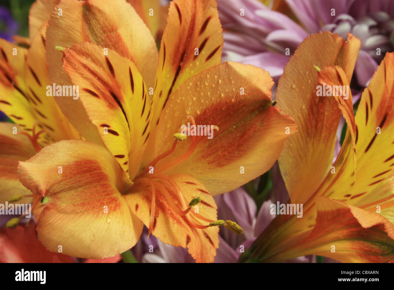 Dettaglio del salmone e giallo o alstroemeria alstremeria fiori in un bouquet di fiori di lavanda dietro Foto Stock