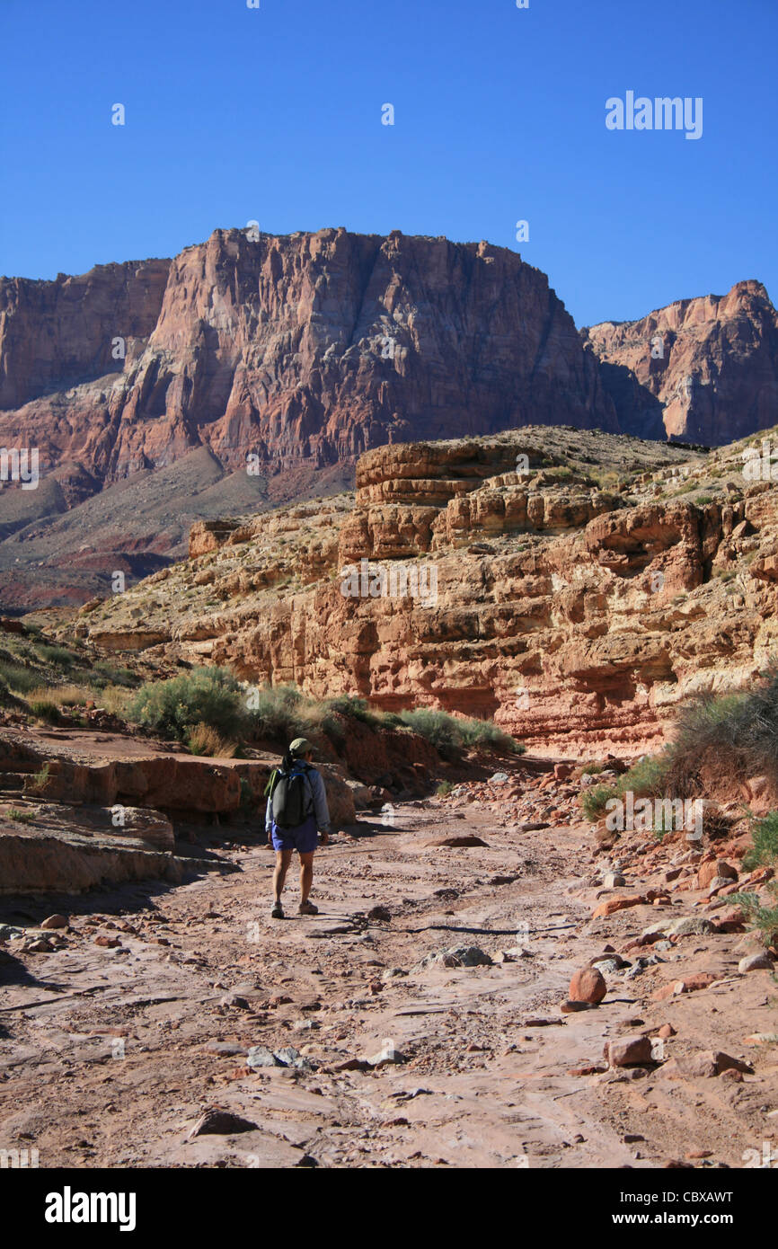 Donna escursionismo in Cattedrale lavaggio, Marble Canyon, Arizona con il Vermiglio scogliere a distanza Foto Stock