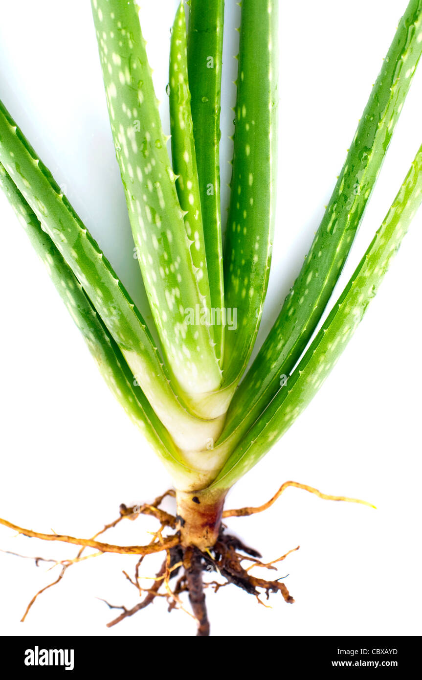 Aloe Vera impianto su sfondo bianco Foto Stock