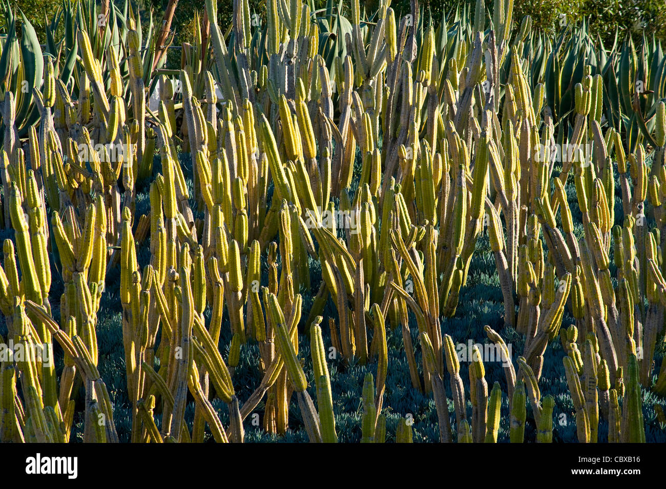 Il Giardino dei Cactus presso il Getty Center di Los Angeles, CA Foto Stock