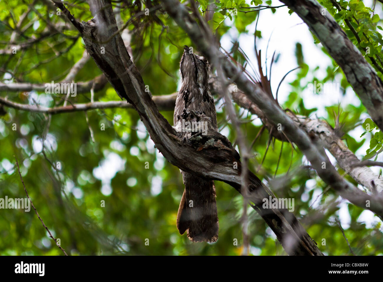 Mimetizzati uccello giungla ad albero Foto Stock