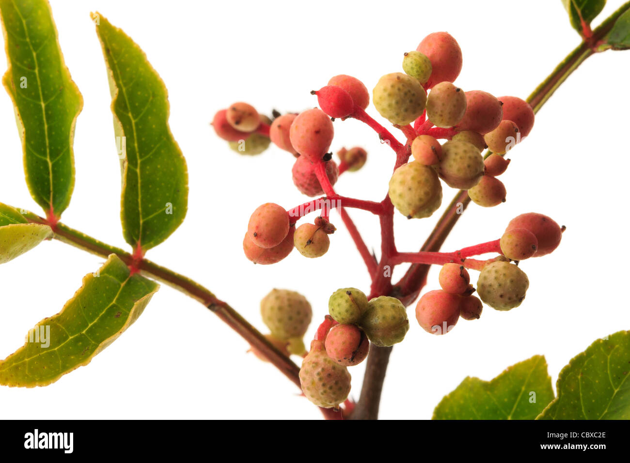 Frutti di Zanthoxylum piperitum, Giapponese Pepper Tree, Giappone Pepe, Sanshō Foto Stock
