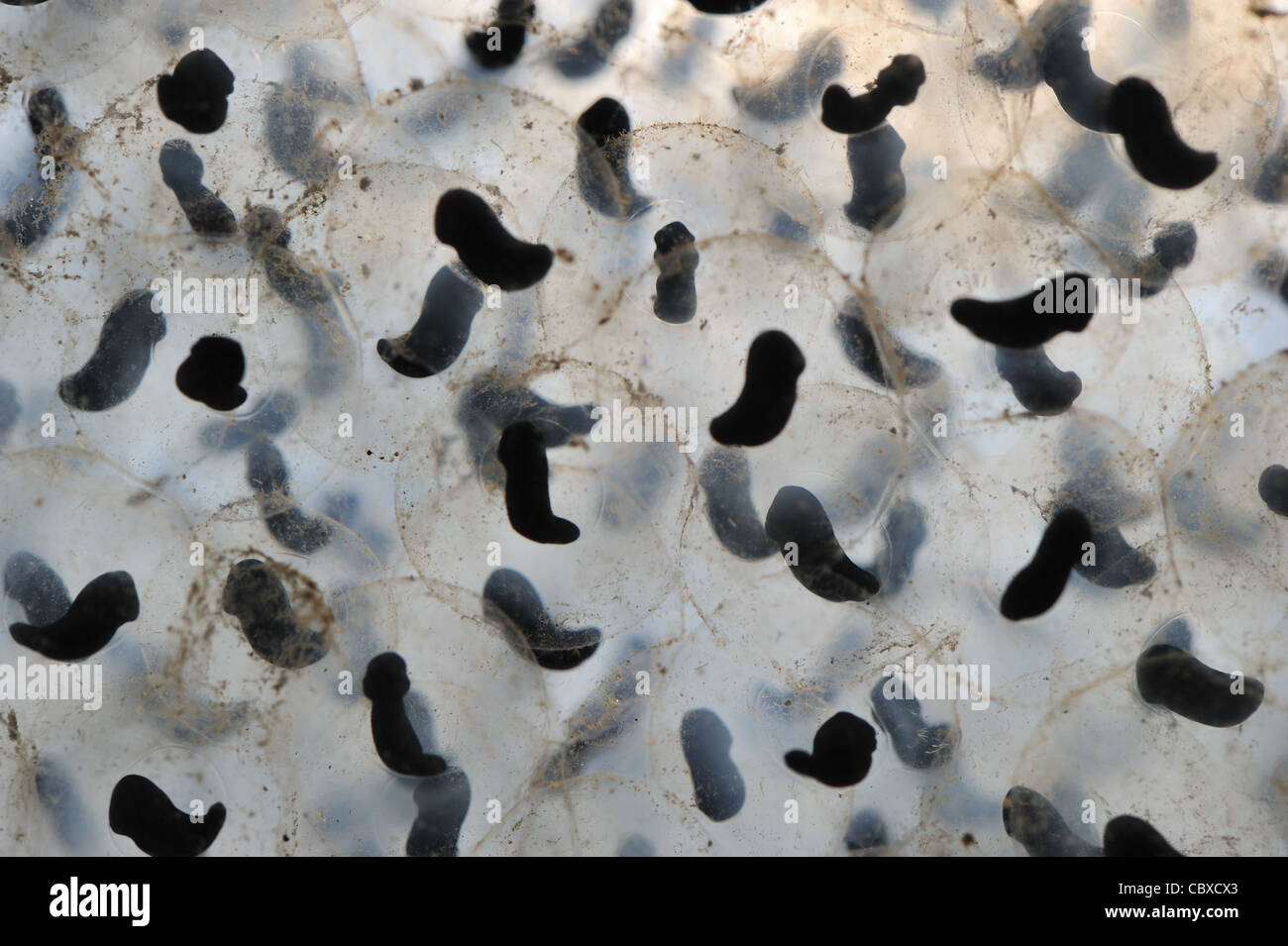 Rana comune (Rana temporaria) raggruppamenti di uova - embrioni dopo dieci giorni Foto Stock