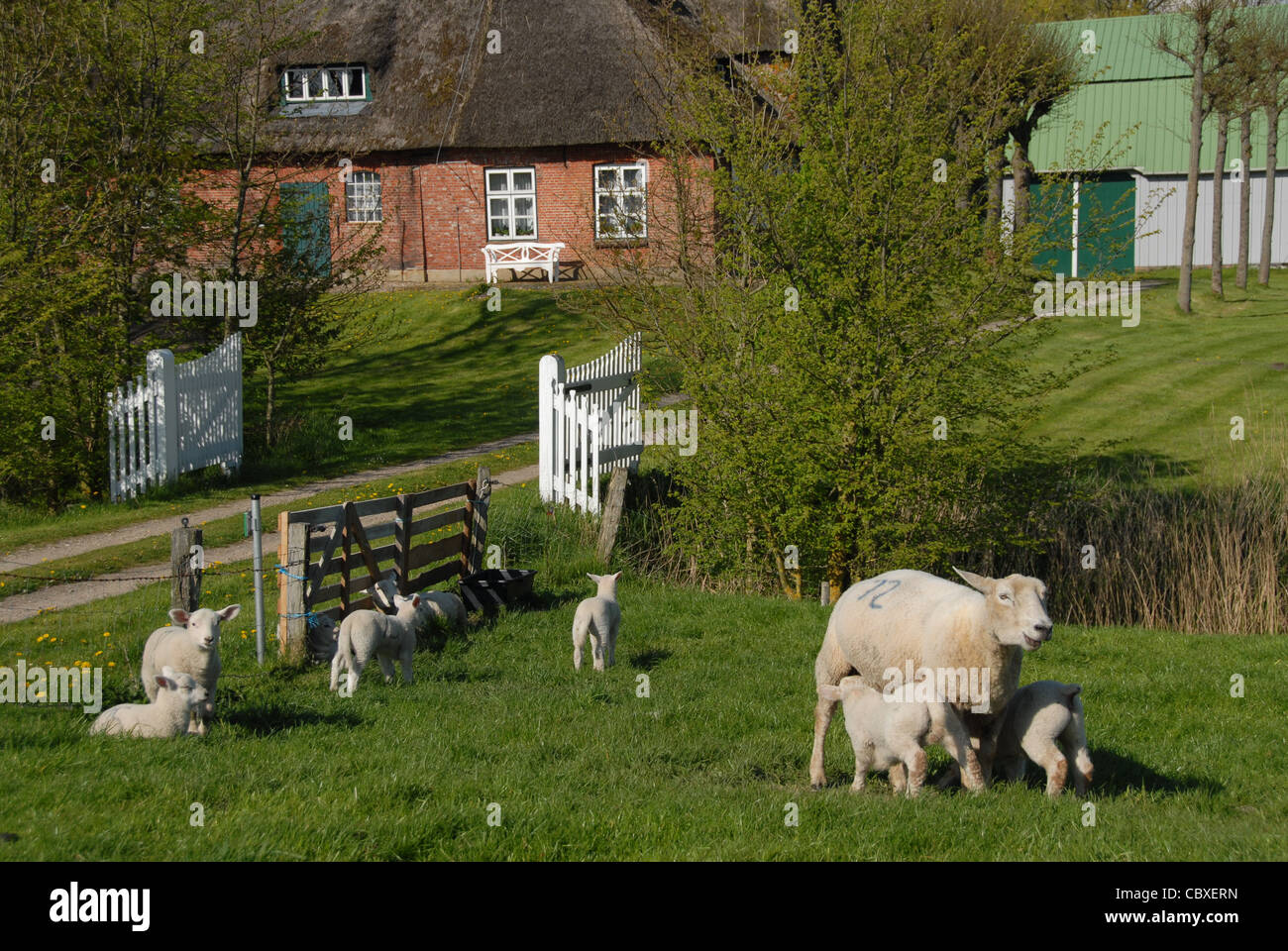 Le pecore sono tipiche per il paesaggio di Nordstrand, a nord isola Frisone in Germania il Wadden Sea dominato da agricoltura Foto Stock