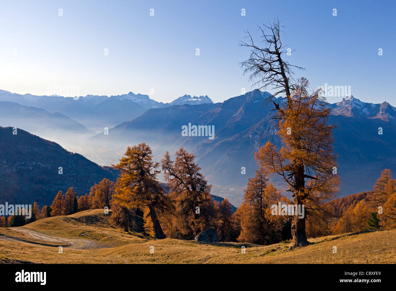 La foresta di larici a Balavaux sono le più grandi pini larici dell Europa Foto Stock