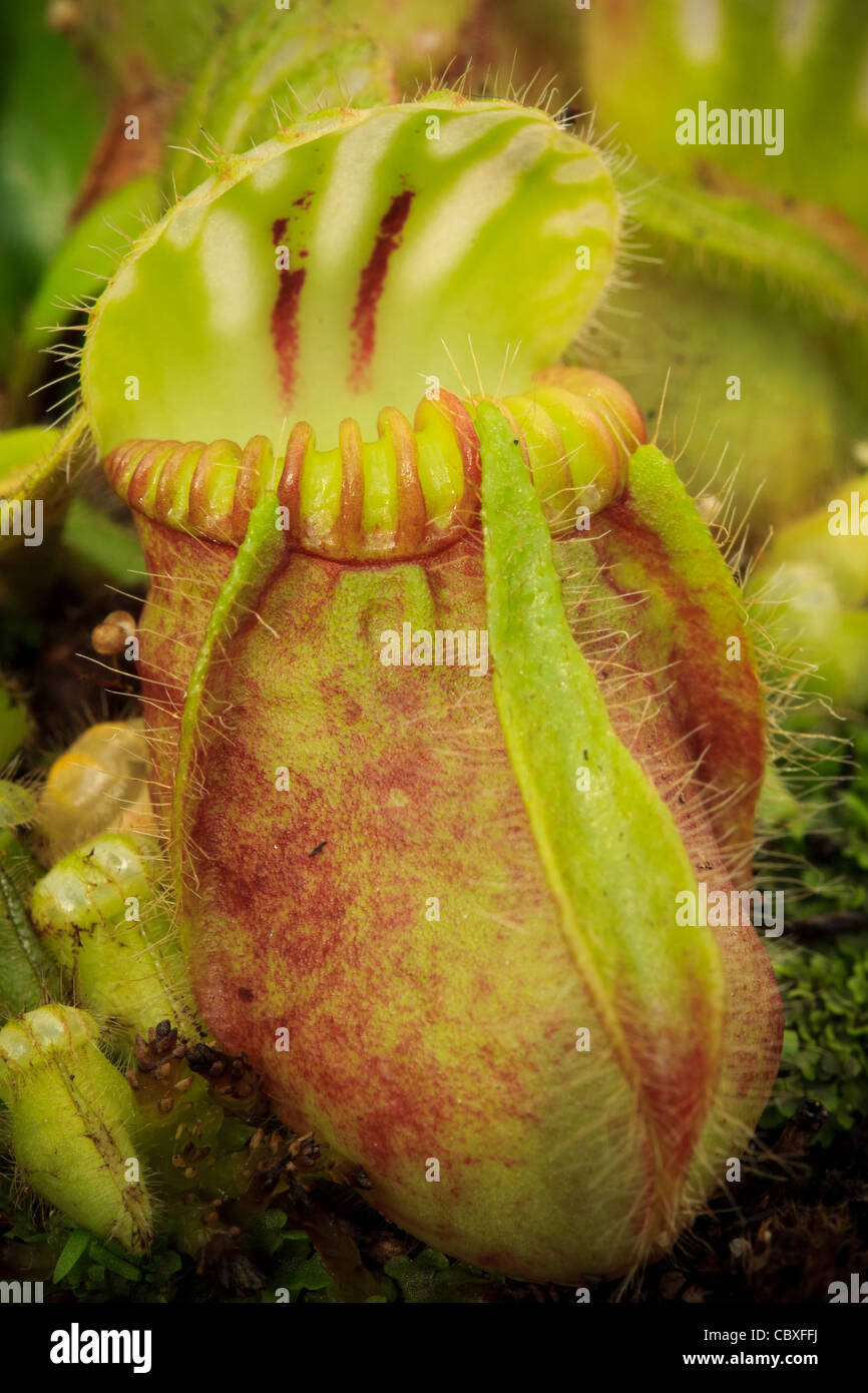 Cephalotus follicularia, Australian pianta brocca Foto Stock