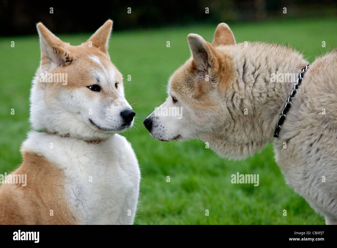 Akita Inu / giapponese Akita cani (Canis lupus familiaris) incontro e saluto in giardino Foto Stock