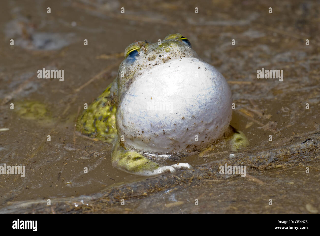 Un maschio del lettino Spadefoot, (Scaphiopus couchii), le chiamate provenienti da un pool temporanei durante l'estate stagione dei monsoni in Nuovo Messico. Foto Stock