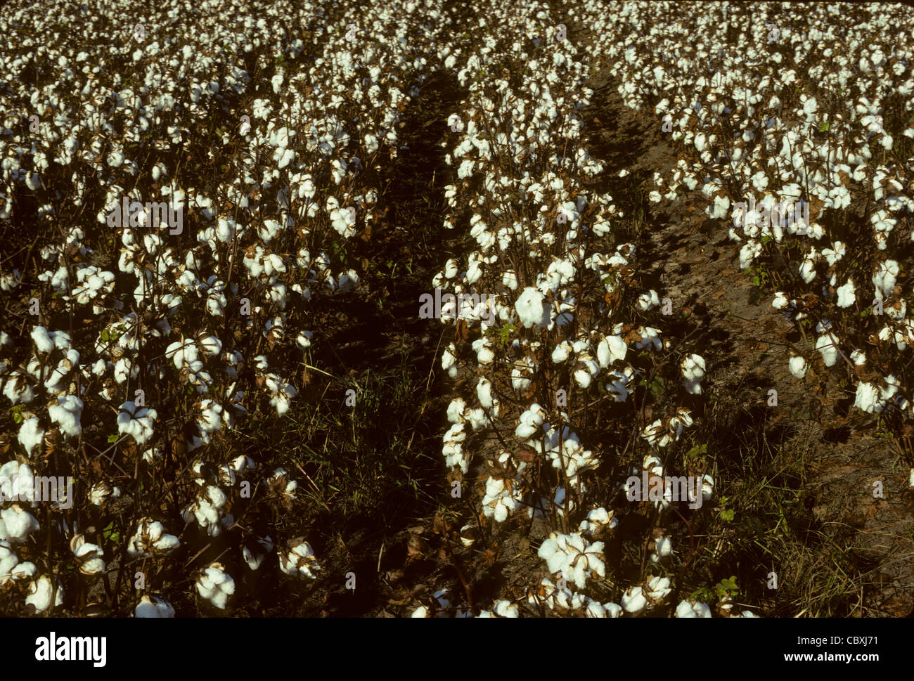 Righe di cotone in un campo pronto per la mietitura Foto Stock