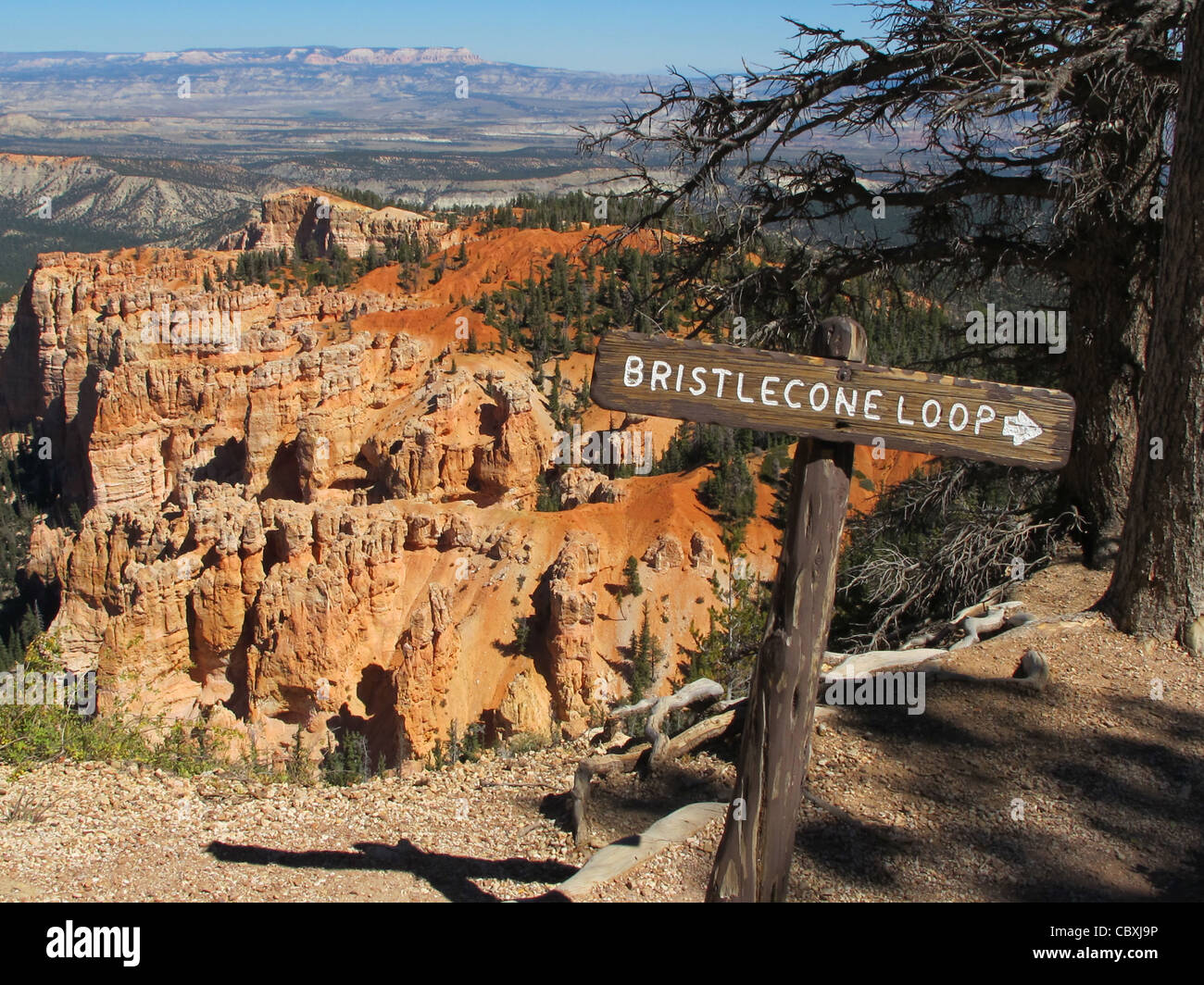 Bryce Canyon cercando da Bryce punto all'inizio del ciclo Bristlecone Foto Stock
