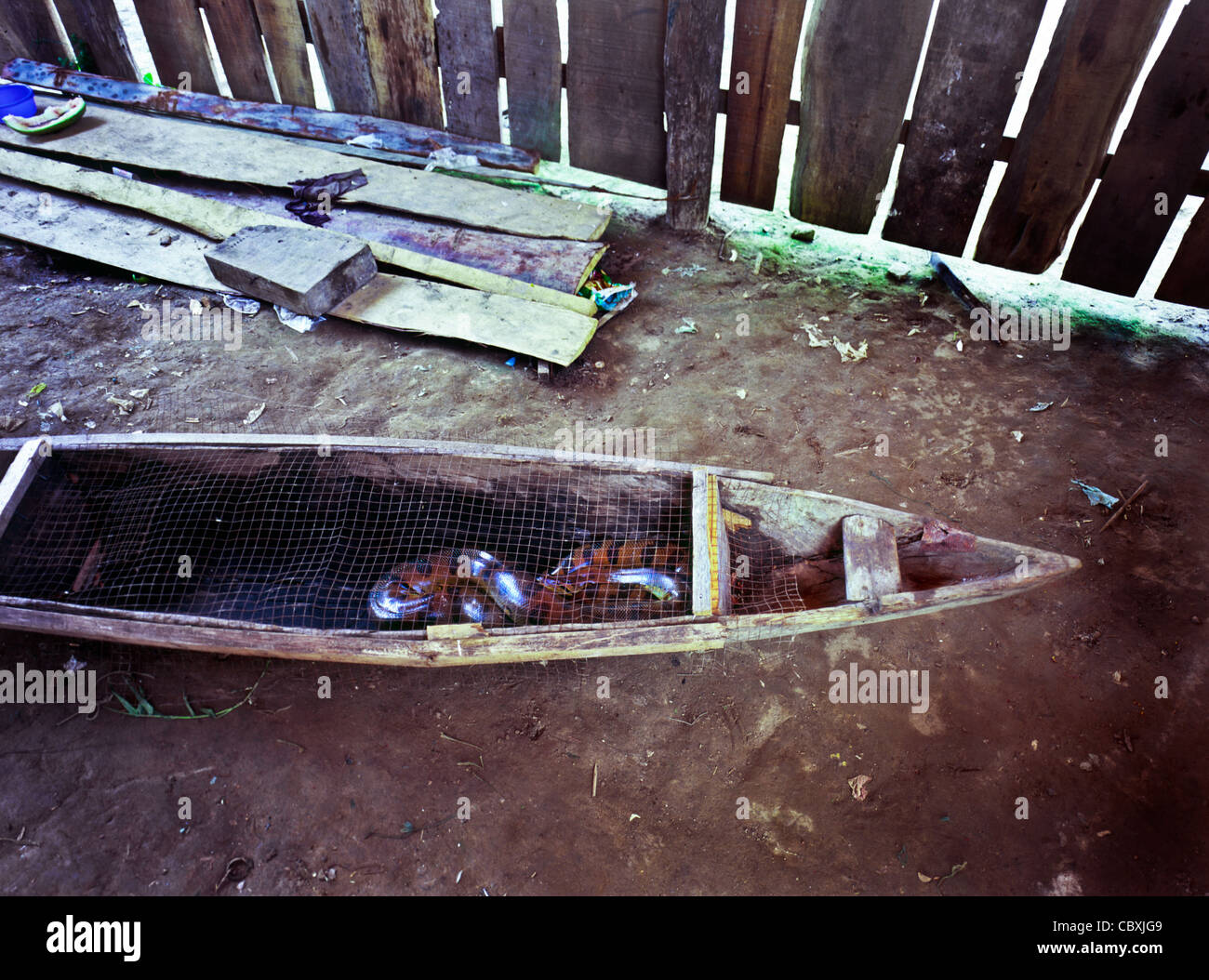 Un Anaconda snake in una scavata canoa nella giungla amazzonica vicino a Iquitos nel nord del Perù Foto Stock