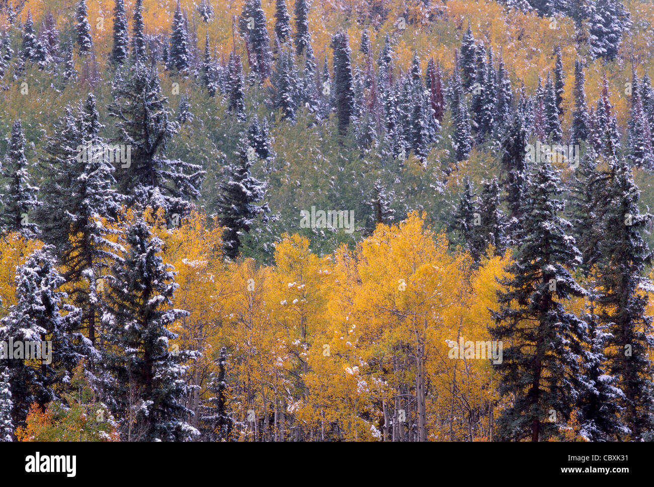 Nevicata aggiunge accento a caduta-colorato aspen e abete rosso, Sneffels gamma, Uncompahgre National Forest, Colorado, STATI UNITI D'AMERICA Foto Stock