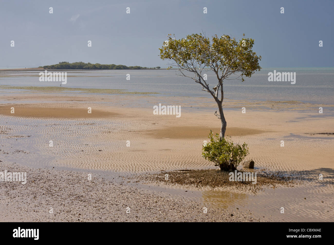Giovane mangrove Tree sulla spiaggia al punto di Wellington Foto Stock