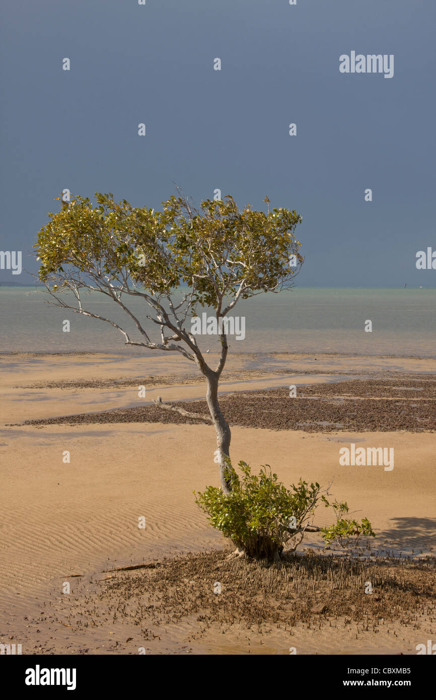 Giovane mangrove Tree sulla spiaggia al punto di Wellington Foto Stock