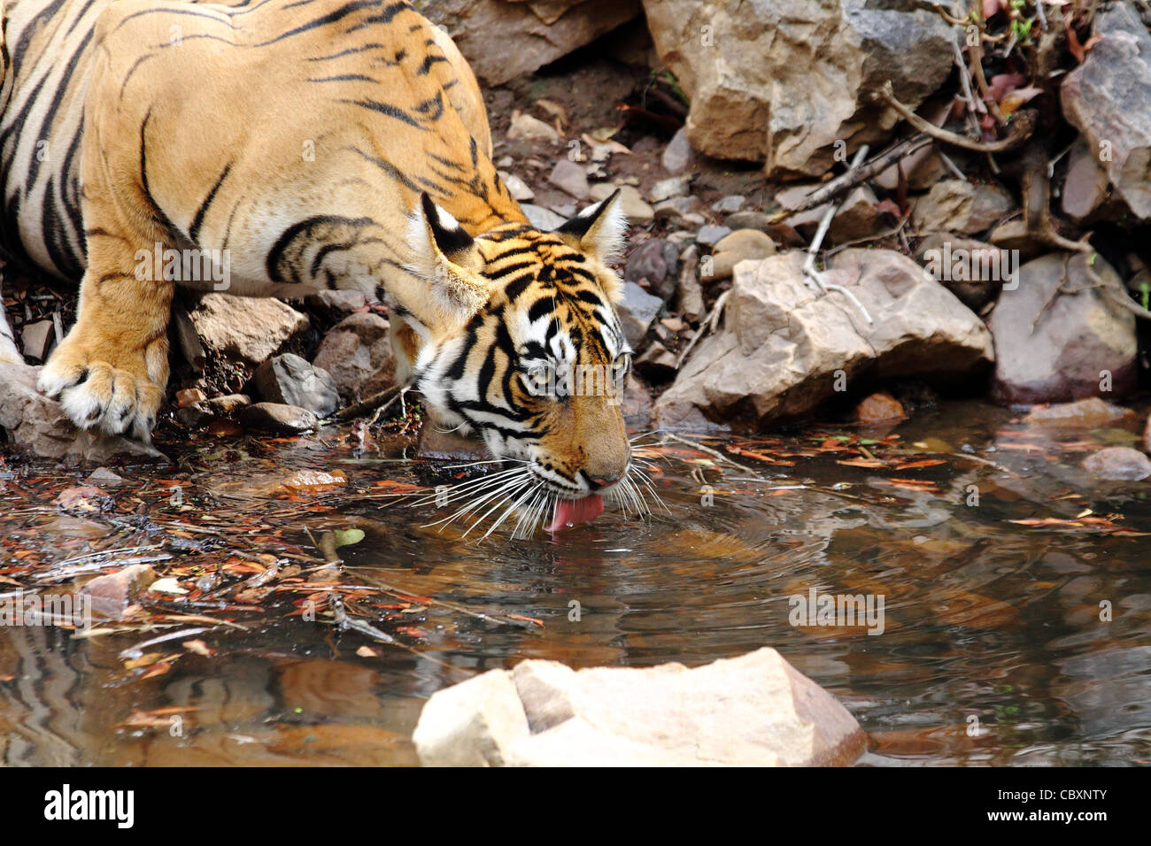 Royal tigre del Bengala a secco di bosco di latifoglie Foto Stock