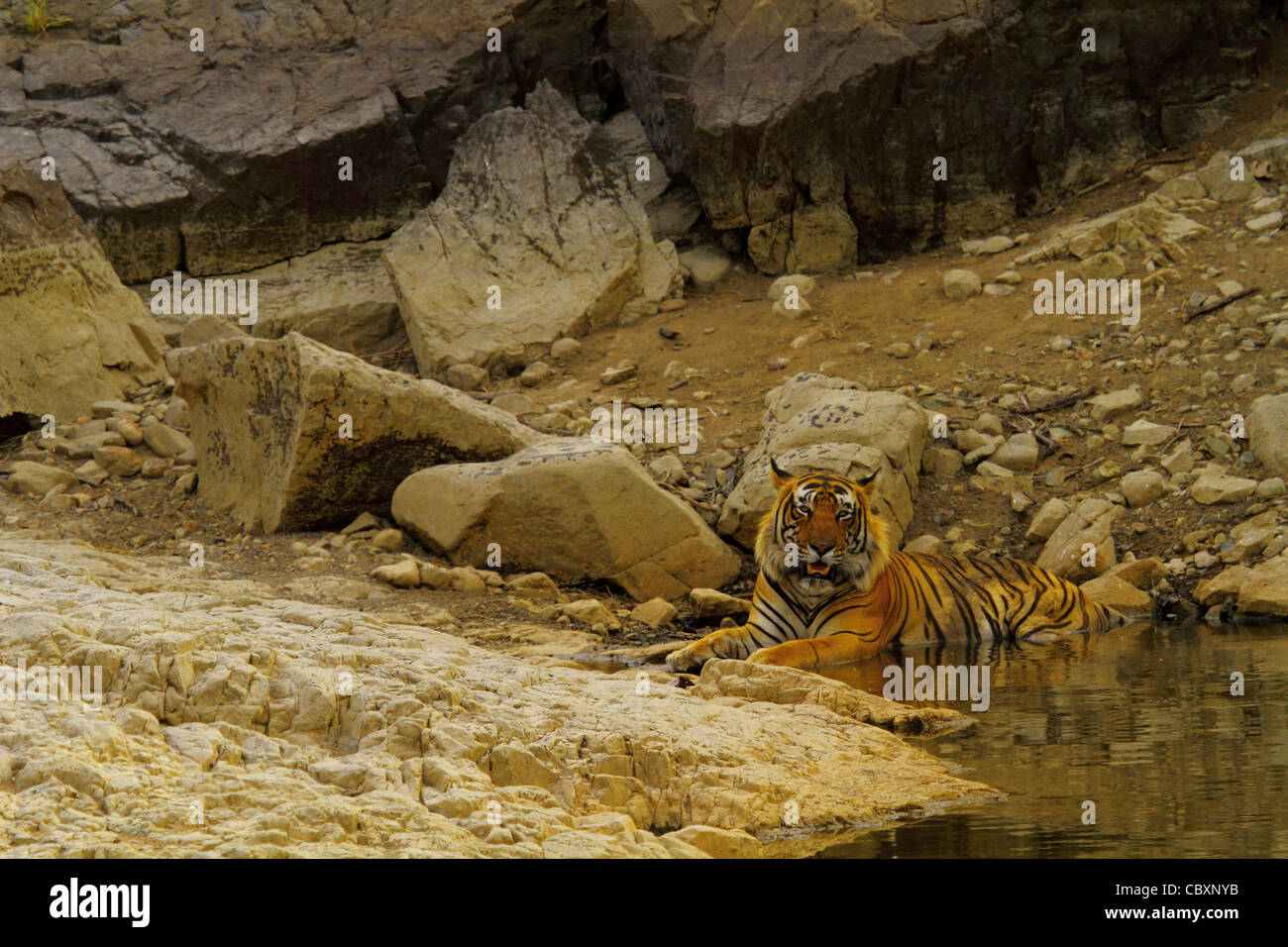 Royal tigre del Bengala in waterhole di Ranthambhore National Park Foto Stock