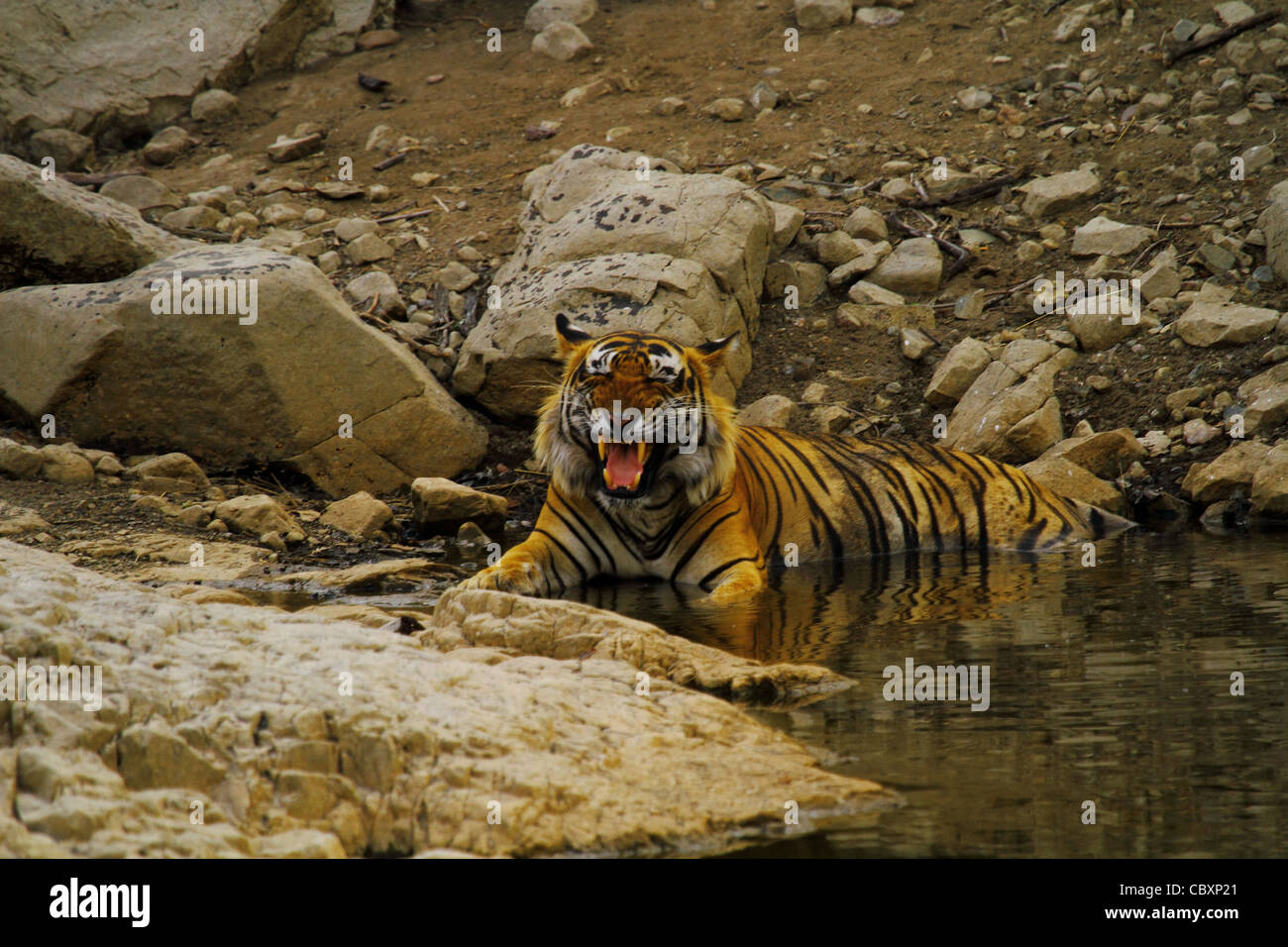 Royal tigre del Bengala in waterhole di Ranthambhore National Park Foto Stock