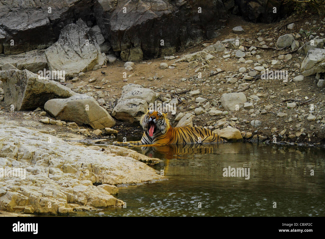 Royal tigre del Bengala in Ranthambhore National Park Foto Stock