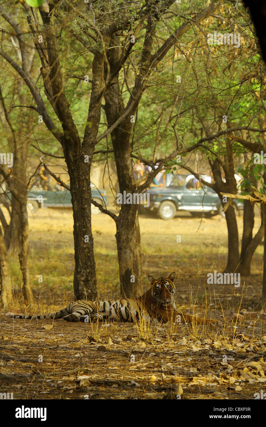 Royal tigre del Bengala a secco di bosco di latifoglie in Ranthambhore Foto Stock