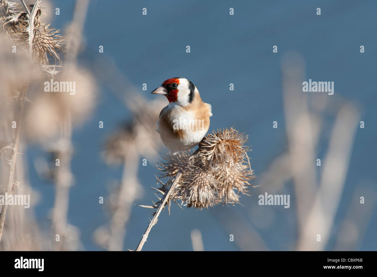Cardellino (Carduelis carduelis,) alimentazione su thistle Foto Stock