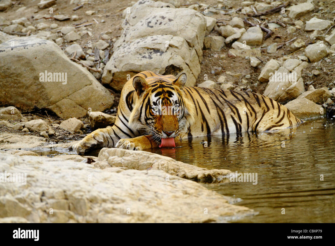 Royal tigre del Bengala in acqua in Ranthambhore Foto Stock