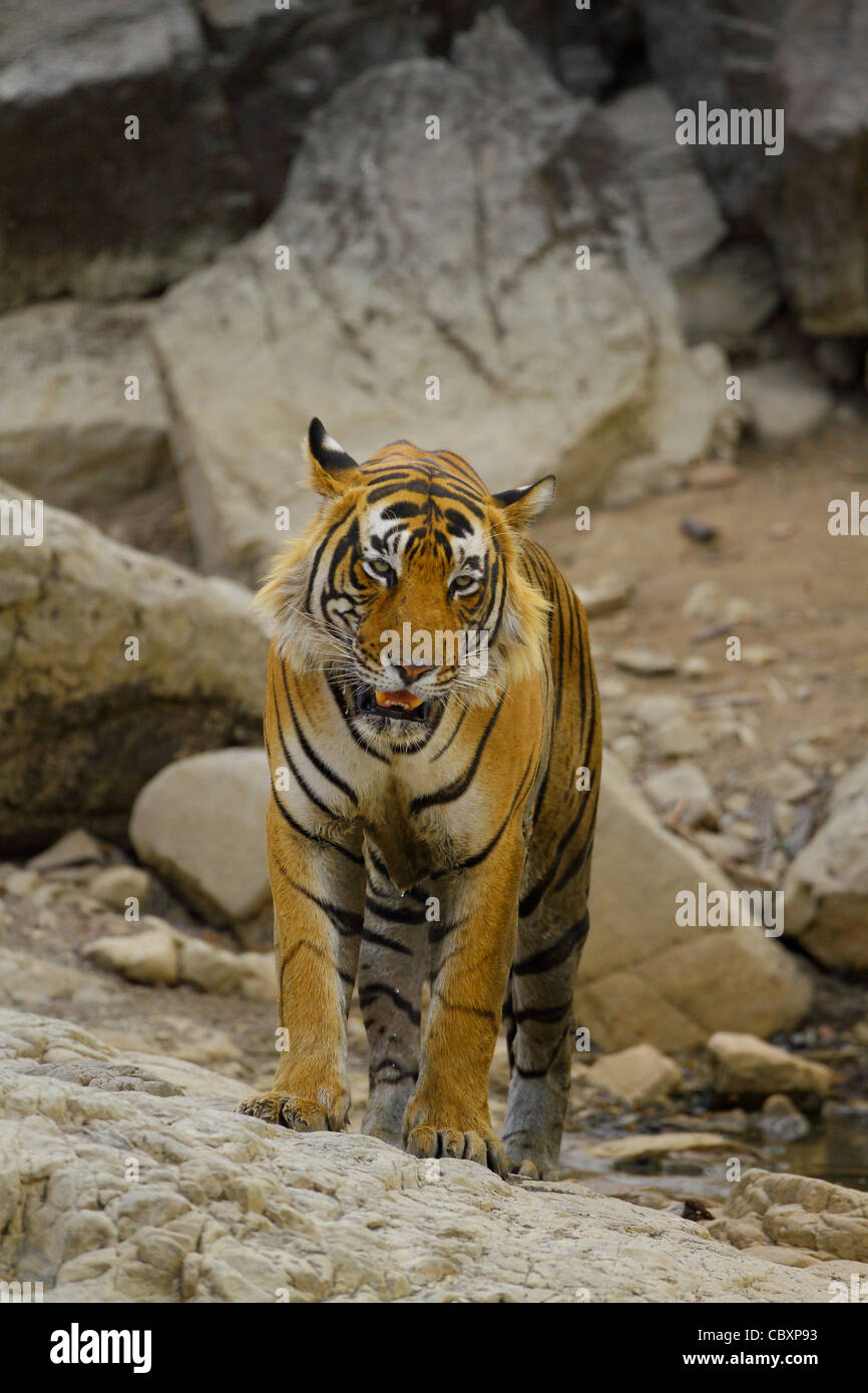 Royal tigre del Bengala a secco di bosco di latifoglie in Ranthambhore National Park Foto Stock