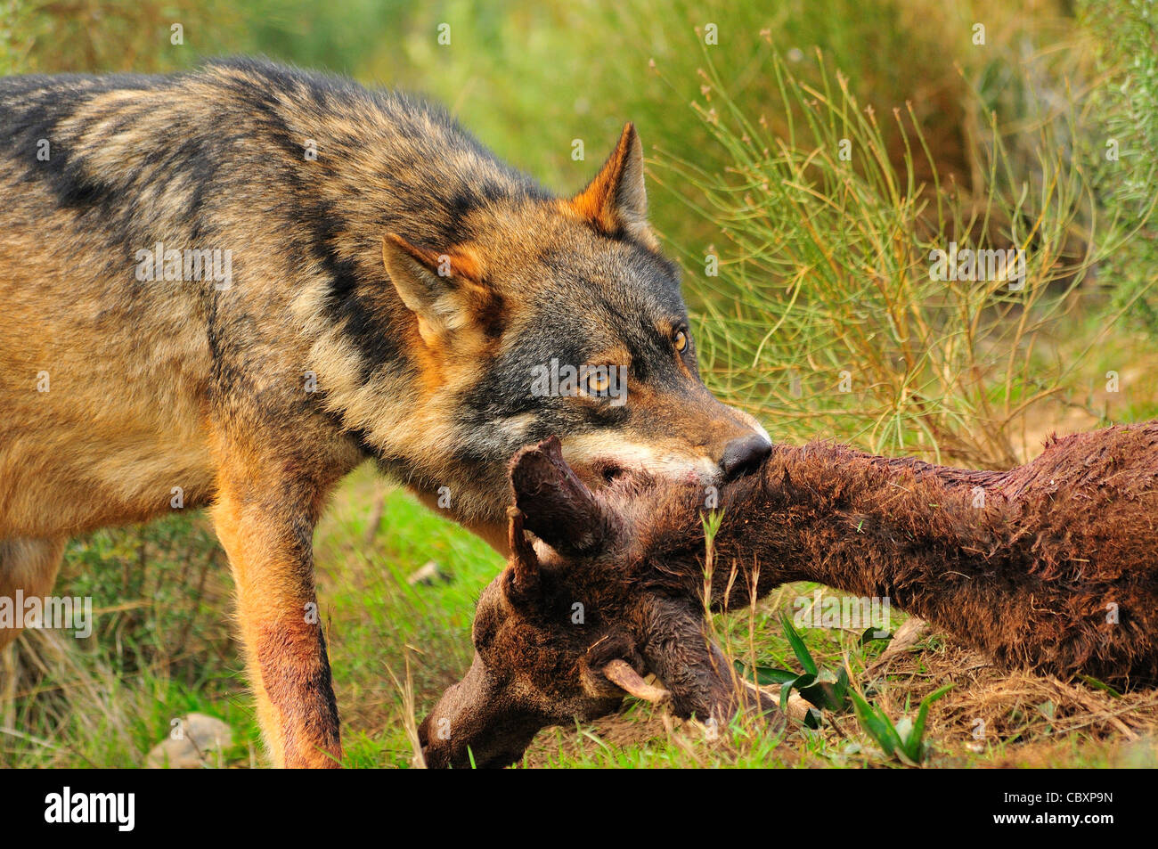 Lupo iberico (Canis lupus signatus) lupo iberico alimentazione su cervi condizioni controllate Foto Stock