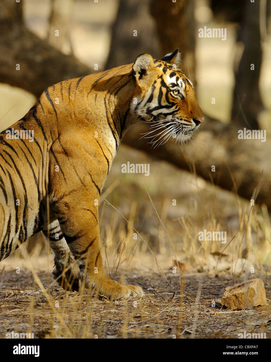 Royal tigre del Bengala allo stato selvatico in Ranthambhore National Park Foto Stock