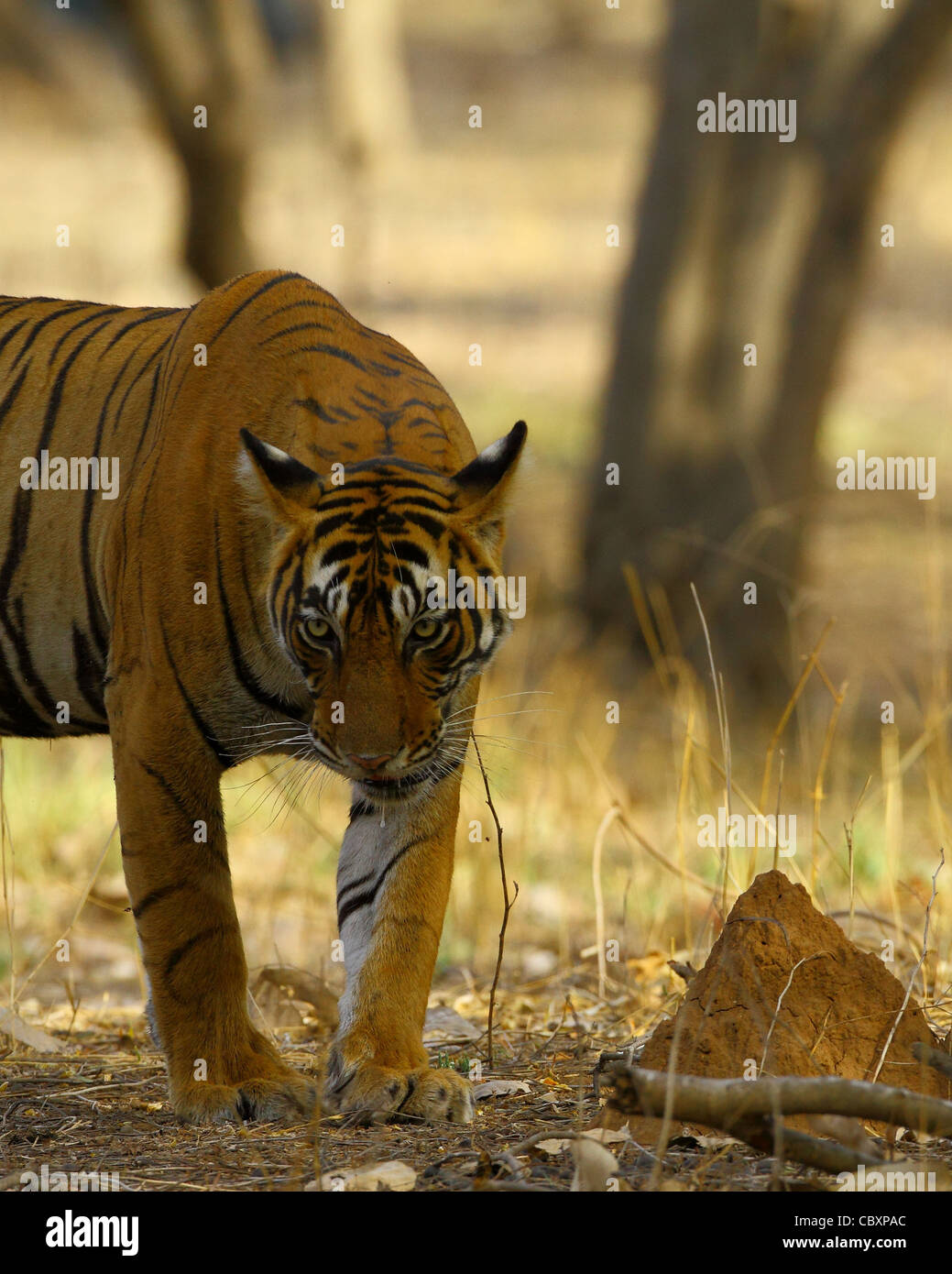 Royal tigre del Bengala allo stato selvatico in Ranthambhore National Park Foto Stock