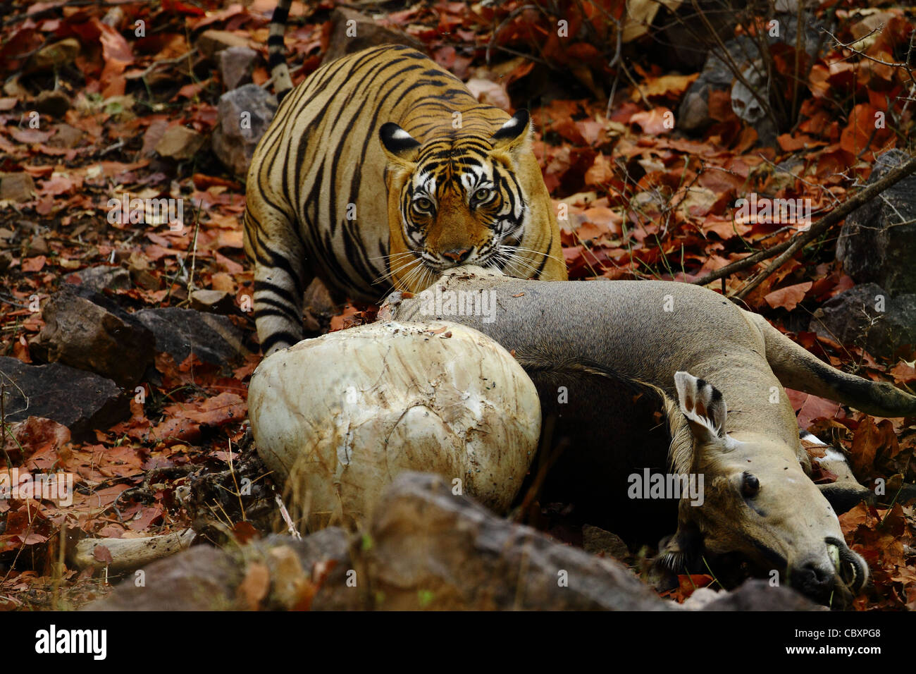 Royal tigre del Bengala con Kill in Ranthambhore National Park Foto Stock