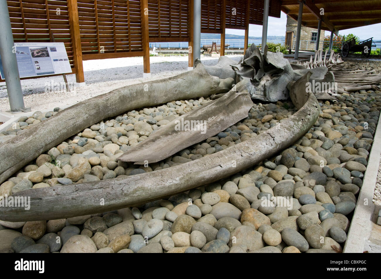 Il Cile. Isola di Chiloe. Il Museo Regionale di Ancud,di scheletro di balena. Foto Stock