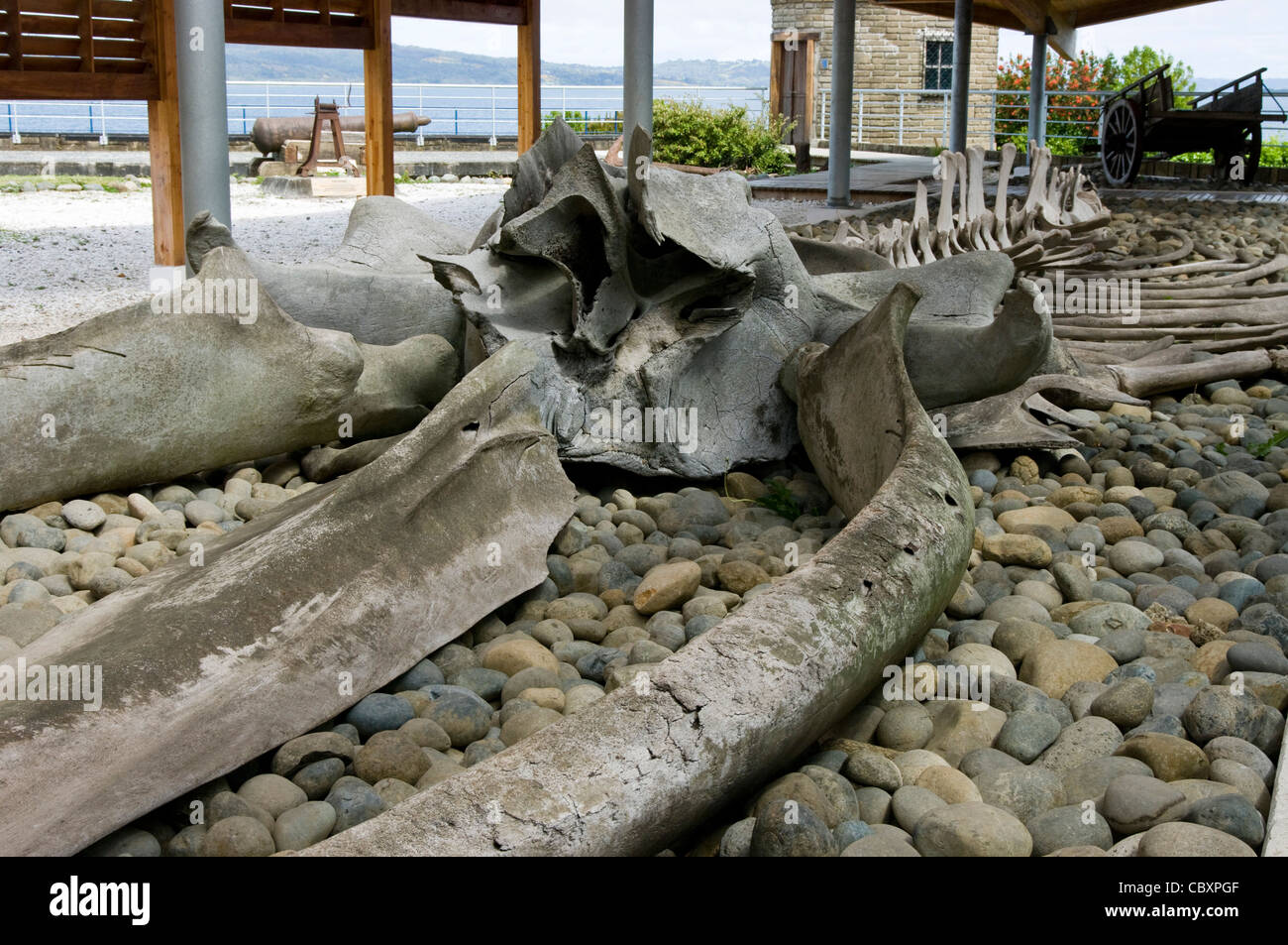Il Cile. Isola di Chiloe. Il Museo Regionale di Ancud,di scheletro di balena. Foto Stock