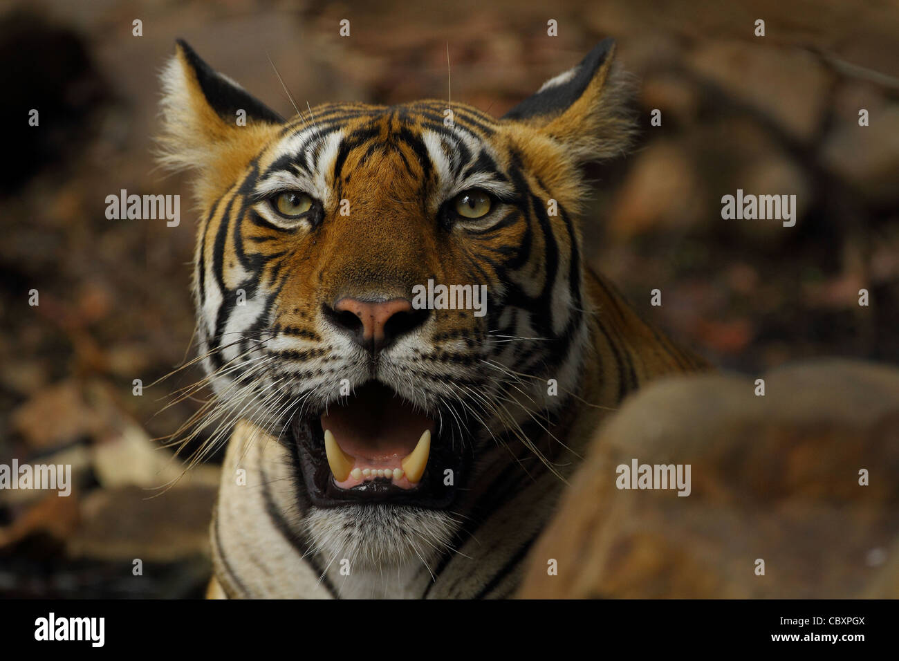 Royal tigre del Bengala nel selvaggio Foto Stock