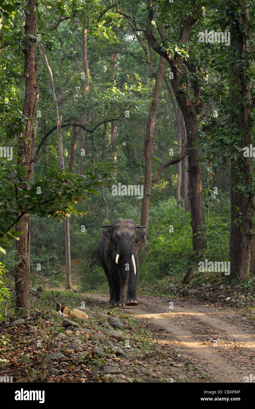 Elefante asiatico in habitat della foresta Foto Stock