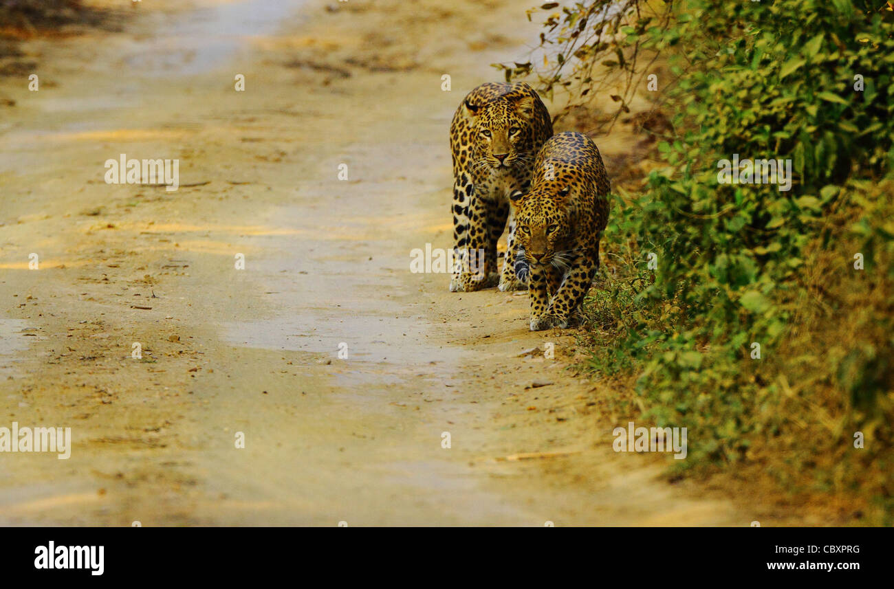 Leopard il corteggiamento coppia in Ranthambhore Foto Stock