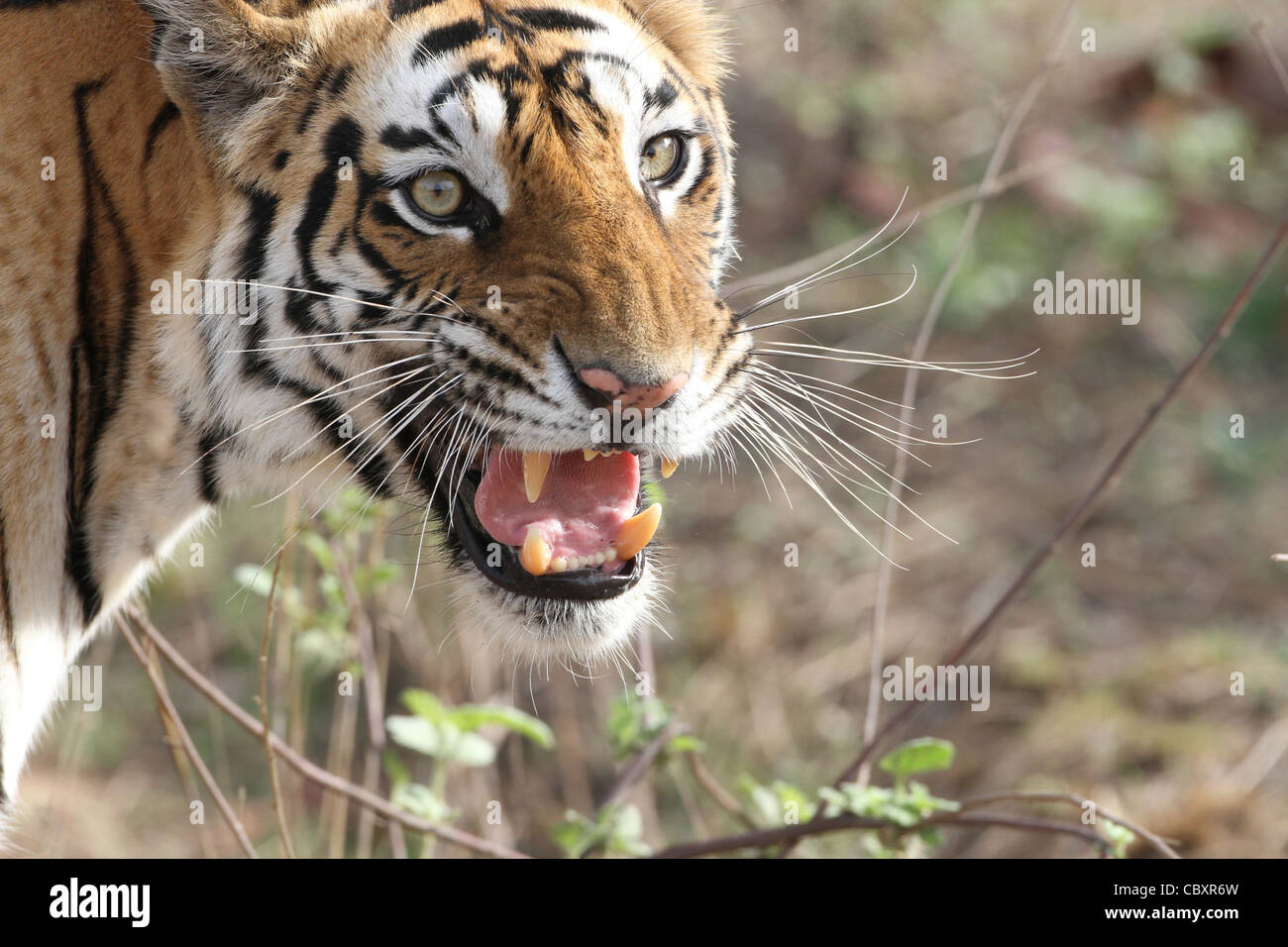 Royal tigre del Bengala ringhiando Foto Stock