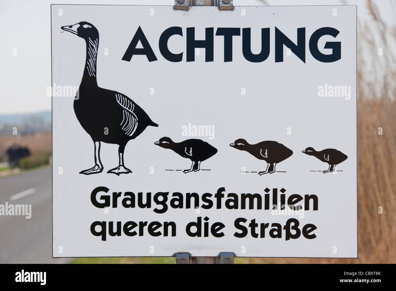 Oca Graylag / graylag goose (Anser anser) segnale di avvertimento per le oche attraversando via, Germania Foto Stock