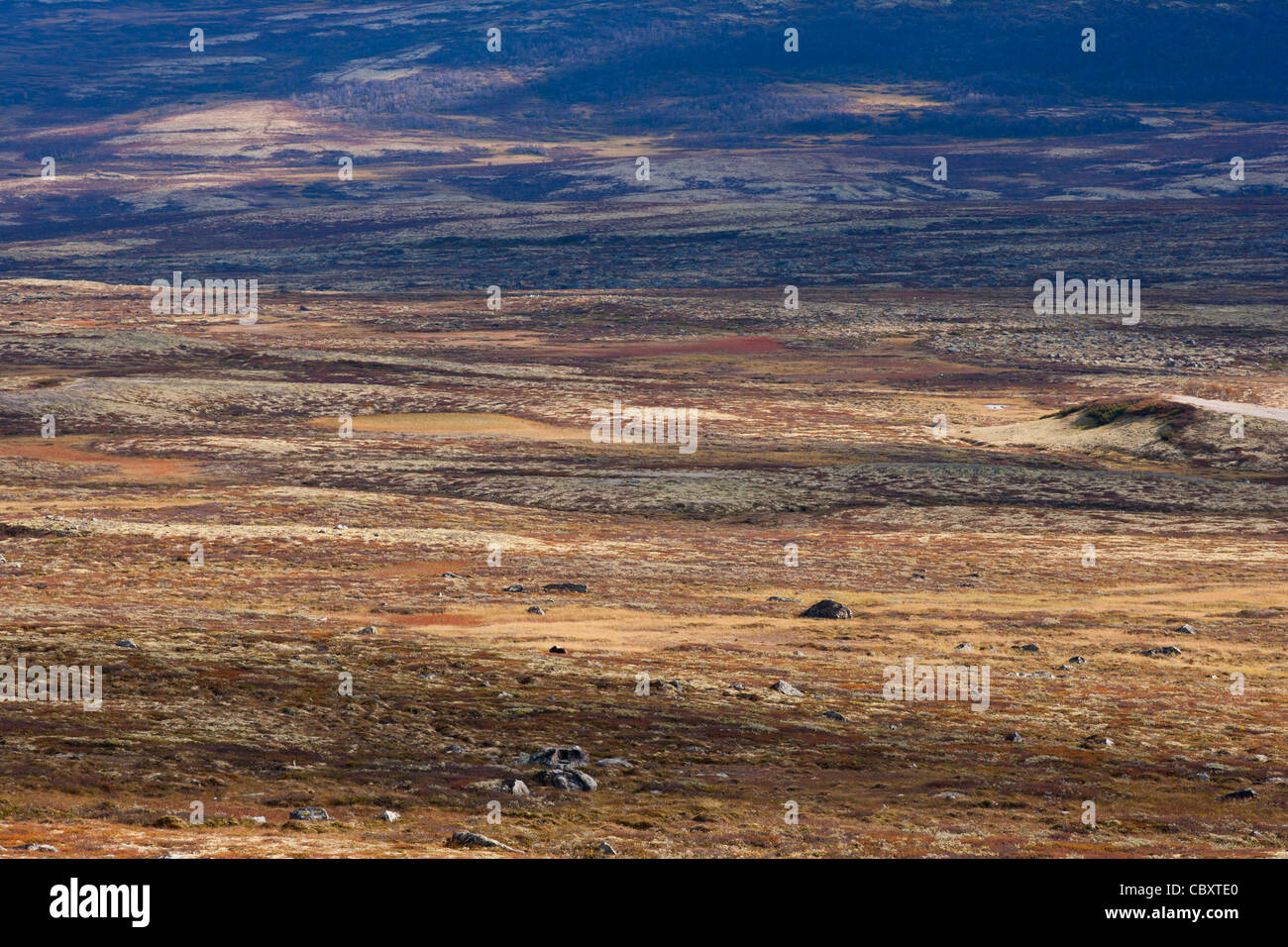 Mountain tundra in Dovrefjell Foto Stock