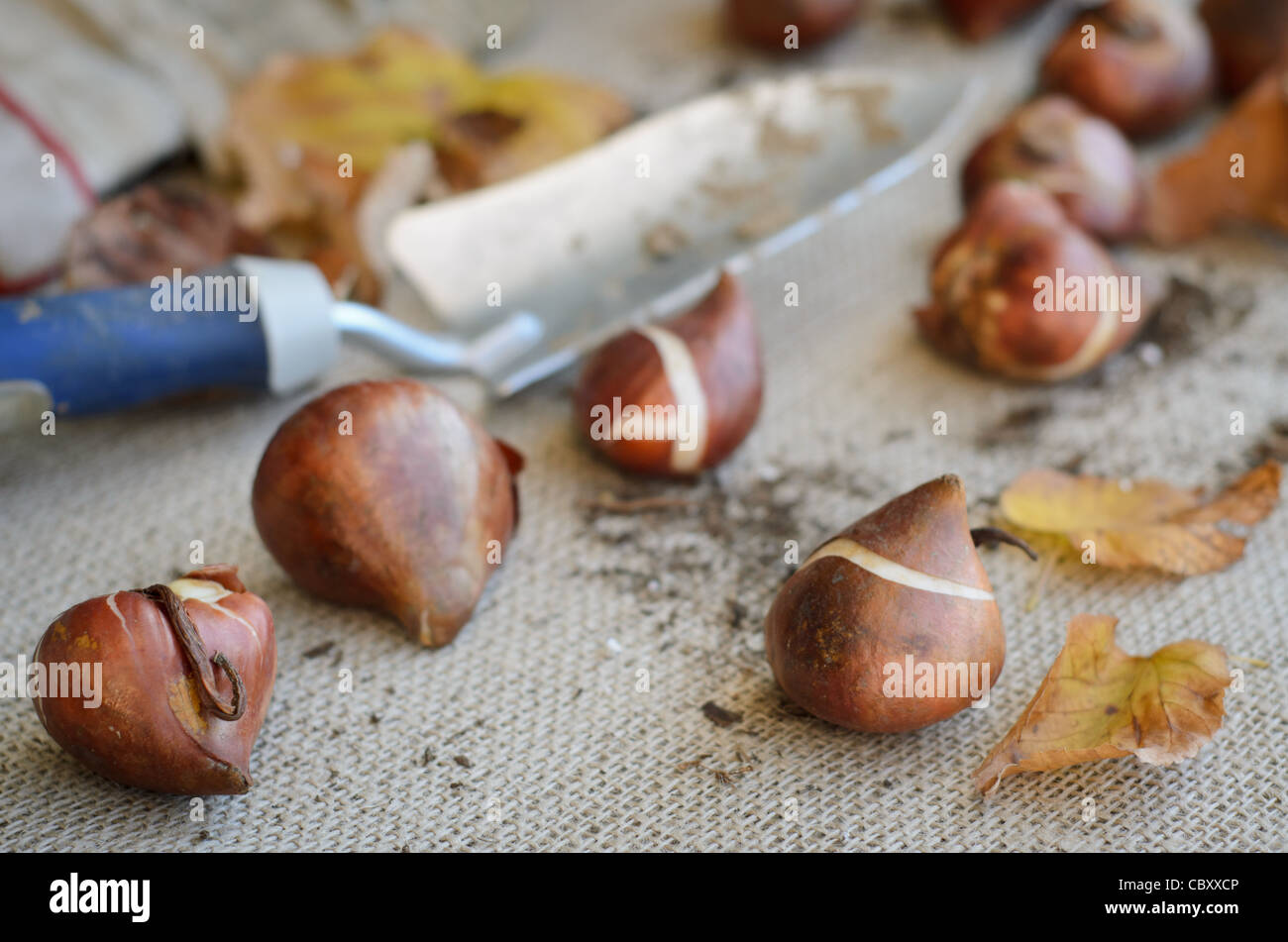 Bulbi di tulipani essendo predisposta per la piantagione di caduta Foto Stock