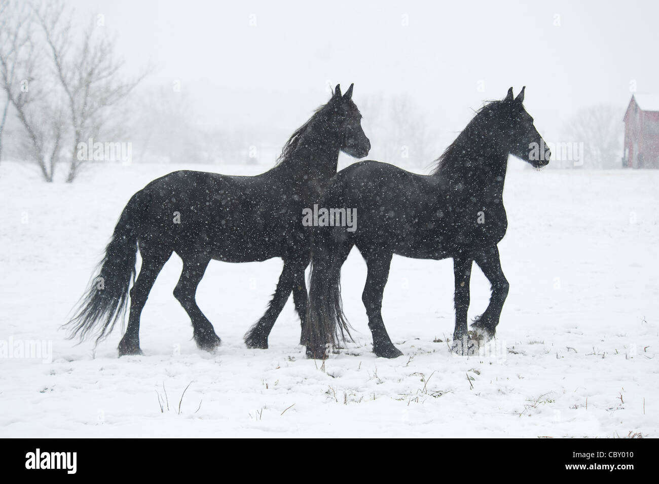 Il frisone cavalli nella tempesta di neve Foto Stock