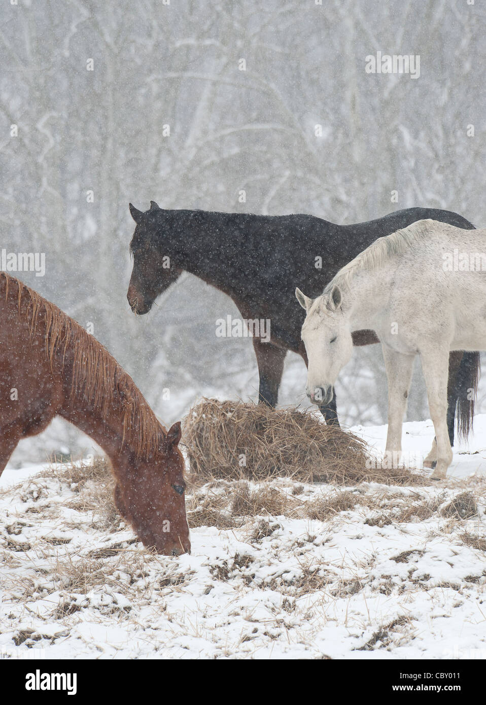 Tre Quarter Horse mares in pascolo di neve sul rotolo di fieno Foto Stock