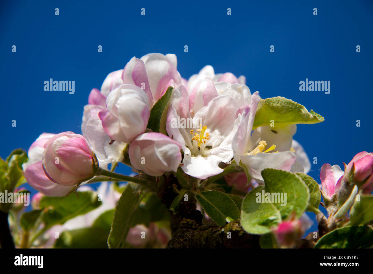 I delicati fiori rosa e bianchi di apple blossom fotografati contro un vivid blue sky. Foto Stock