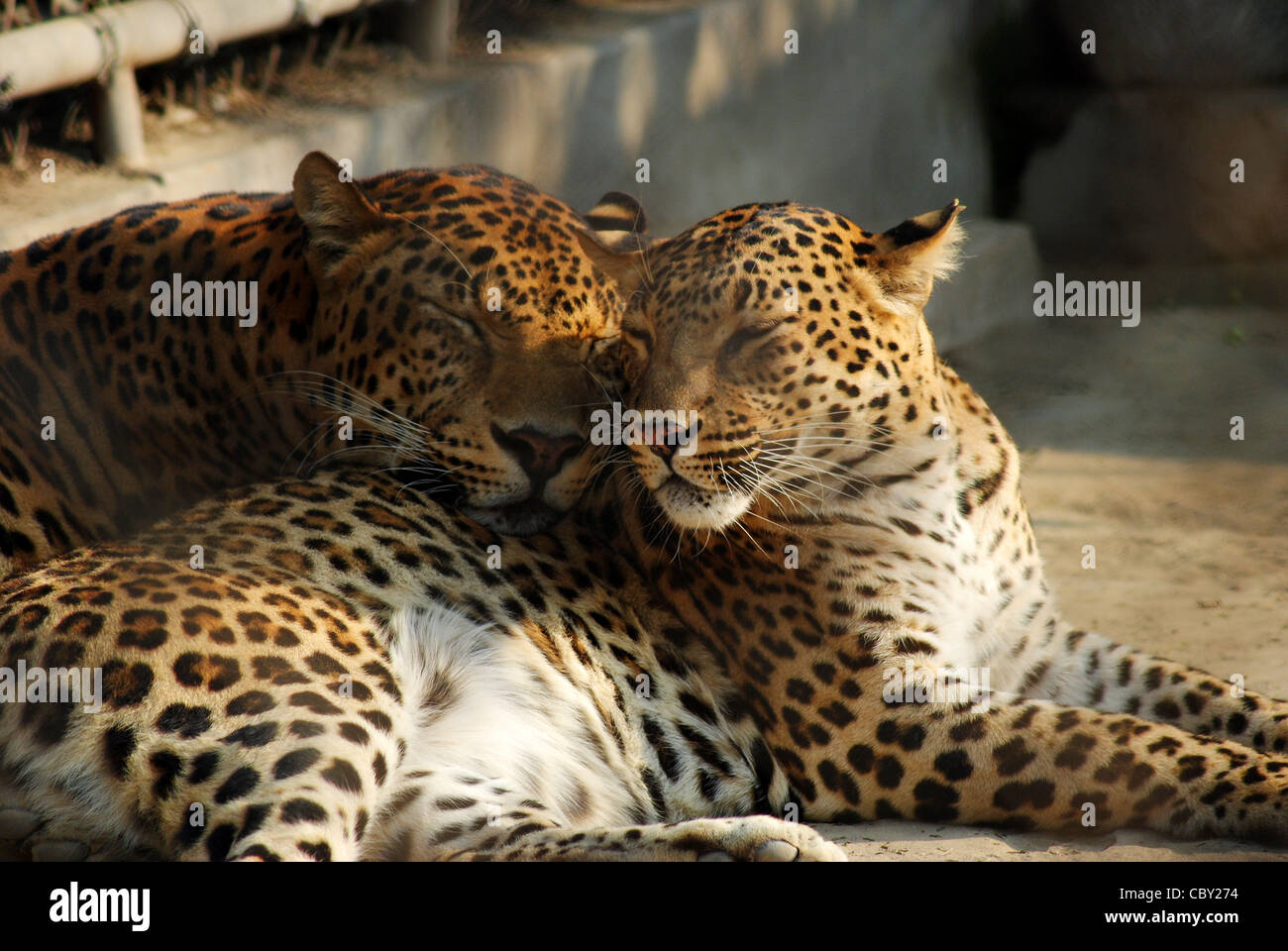 Indian leopard (Panthera pardus fusca),vita selvaggia indiana. Foto Stock