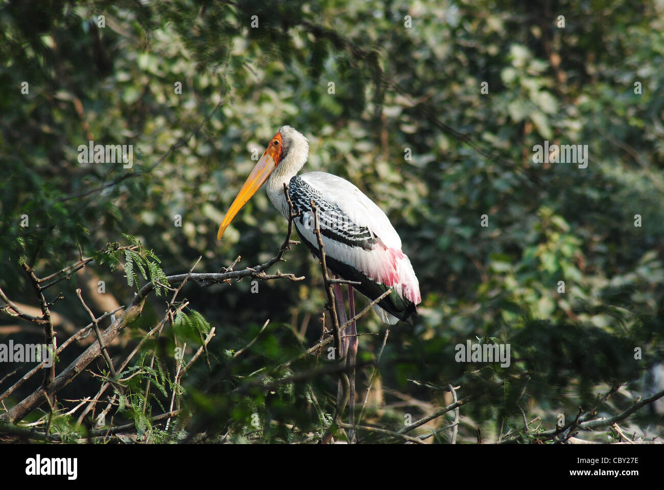 Dipinto di Stork( Mycteria leucocephala),vita selvaggia indiana, Foto Stock
