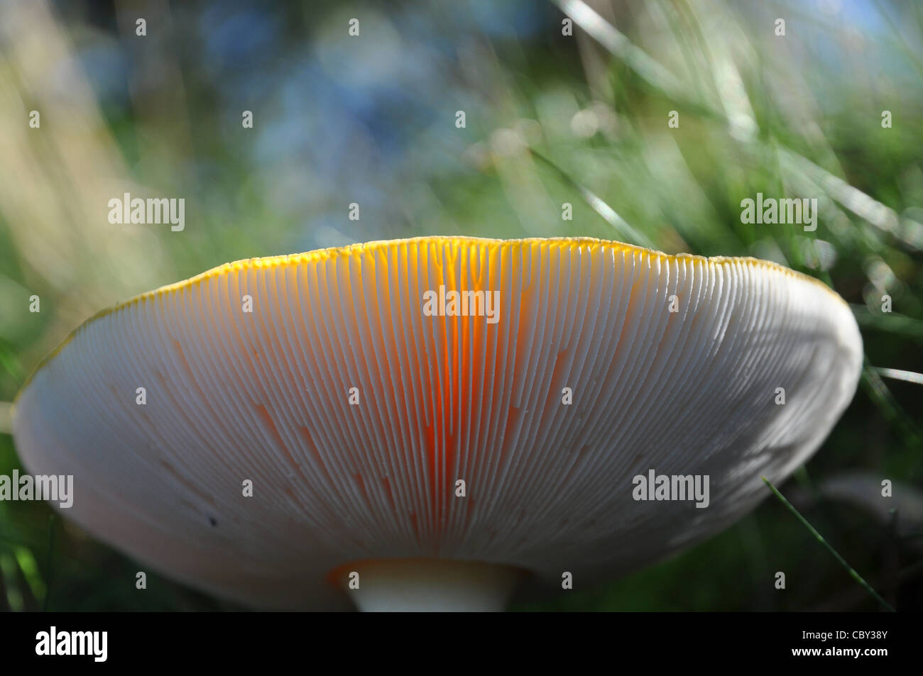 Il sole splende attraverso un lamelle di funghi Foto Stock